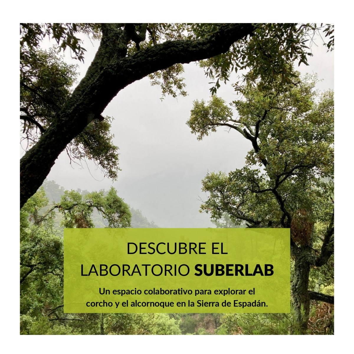 Laboratorio ciudadano en torno al corcho y los&nbsp;alcornoques