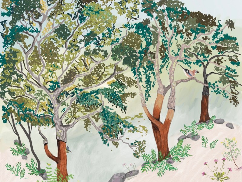 Convocatoria para la puesta en marcha de un laboratorio ciudadano en torno al corcho y los&nbsp;alcornoques